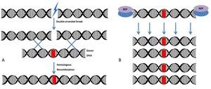 Algentech Granted US Patent For A Key Genome Editing Technology