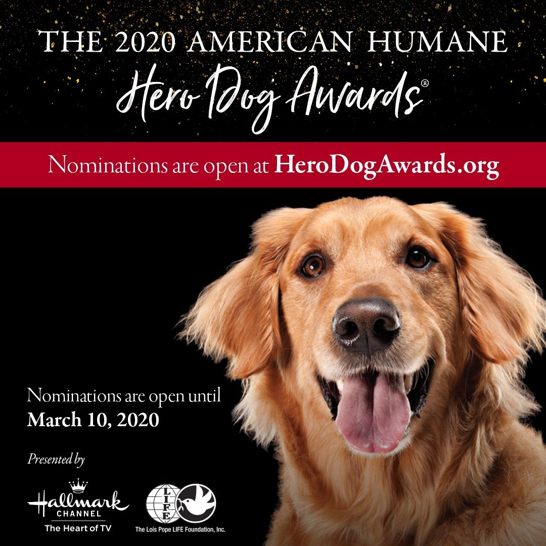 Calling All Dogs Nominations Open Today For The 2020 American