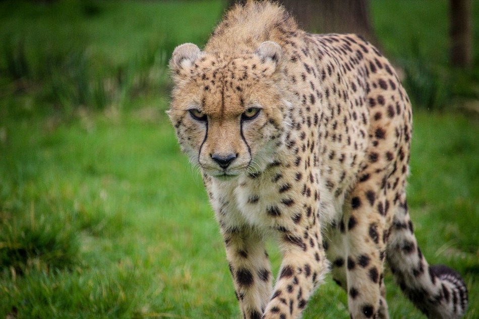The Aspinall Foundation: World First as Cheetah Brothers Are ...