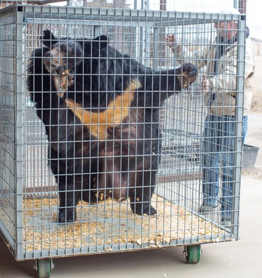 Morbidly obese Asiatic Black Bear, Dillan, being moved into The Wild Animal Sanctuary veterinary clinic for medical evaluation and treatment.