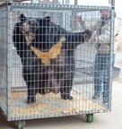 Morbidly Obese Asiatic Black Bear Finds New Life at Colorado's Wild Animal Sanctuary