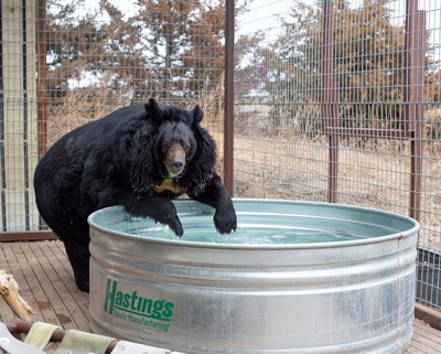Morbidly Obese Asiatic Black Bear Finds New Life at Colorado's Wild Animal  Sanctuary