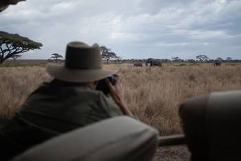 On a guided safari, Ruel observes the Big Five in their natural habitat.