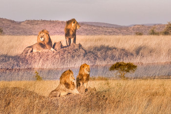 Using double exposure, Ruel merges distinct subjects to create unique perspectives. (Nicolas Ruel, Serengeti 31).