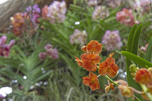 Enter a Modern World of Living Color at Brilliance: The Orchid Show