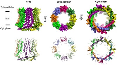 Using cryo-electron microscopy, Furukawa's lab compiled a 3D image detailing the exact arrangement of the proteins that shape each CALHM pore. Pictured: CALHM1 as seen from the side, from the outside of the cell (extracellular), and from the inside of the cell (cytoplasm). Credit: Furukawa lab/CSHL, 2020