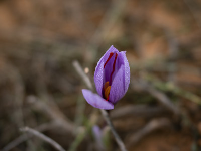 Potent affronEYE Saffron Extract May Lower Risk of Glaucoma
