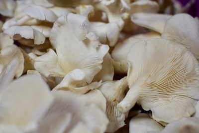 Natural Psilocybin Medicines and Training Hit the Market