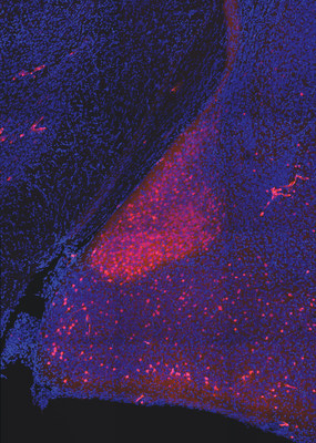 Medial amygdala nNOS neurons activated by darcin. Neurons are in blue, neurons activated by darcin are in orange (Credit: Ebru Demir/Axel lab/Columbia's Zuckerman Institute).