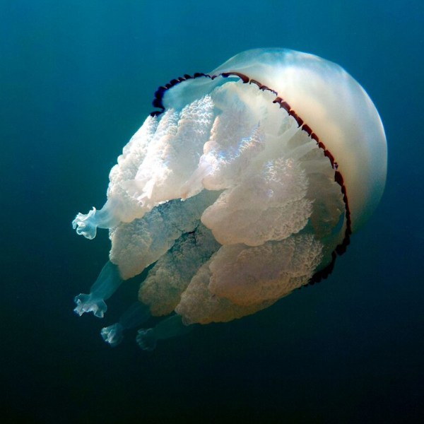 Jellagen Ltd's Jellyfish Collagen 3D Systems Support Ovarian Cancer