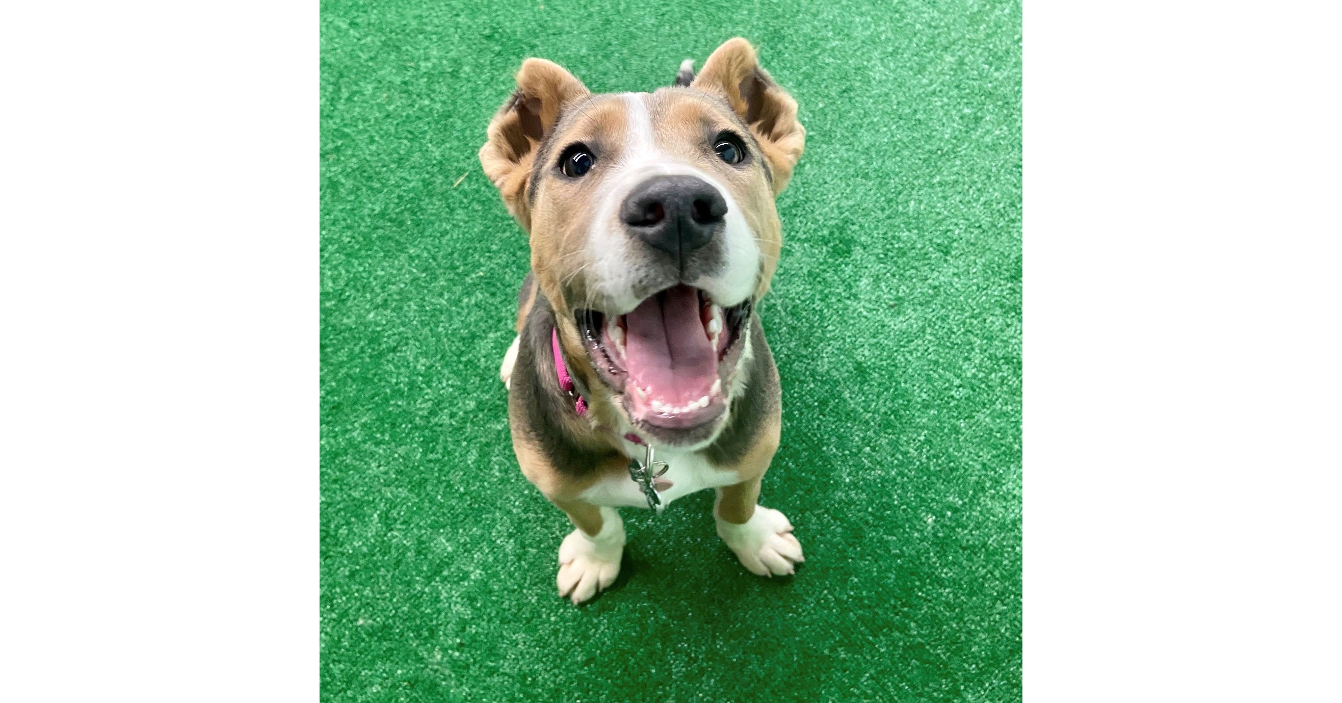 Subaru Of America Helps Find Homes For Pets In Need At 2020 Chicago