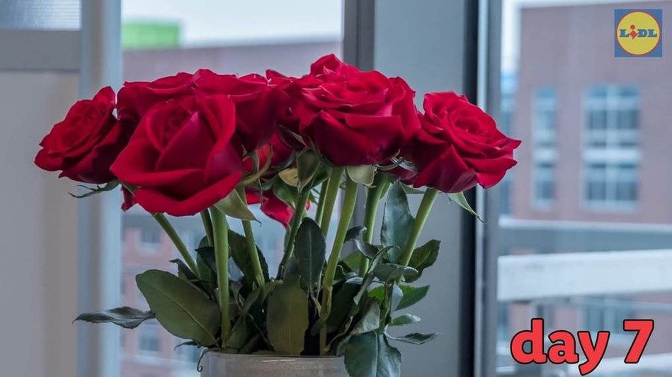 Celebrate Valentine's Day With Lidl: Fresh Dozen Rose Bouquets For Just