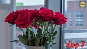 Celebrate Valentine's Day With Lidl: Fresh Dozen Rose Bouquets For Just $9.99