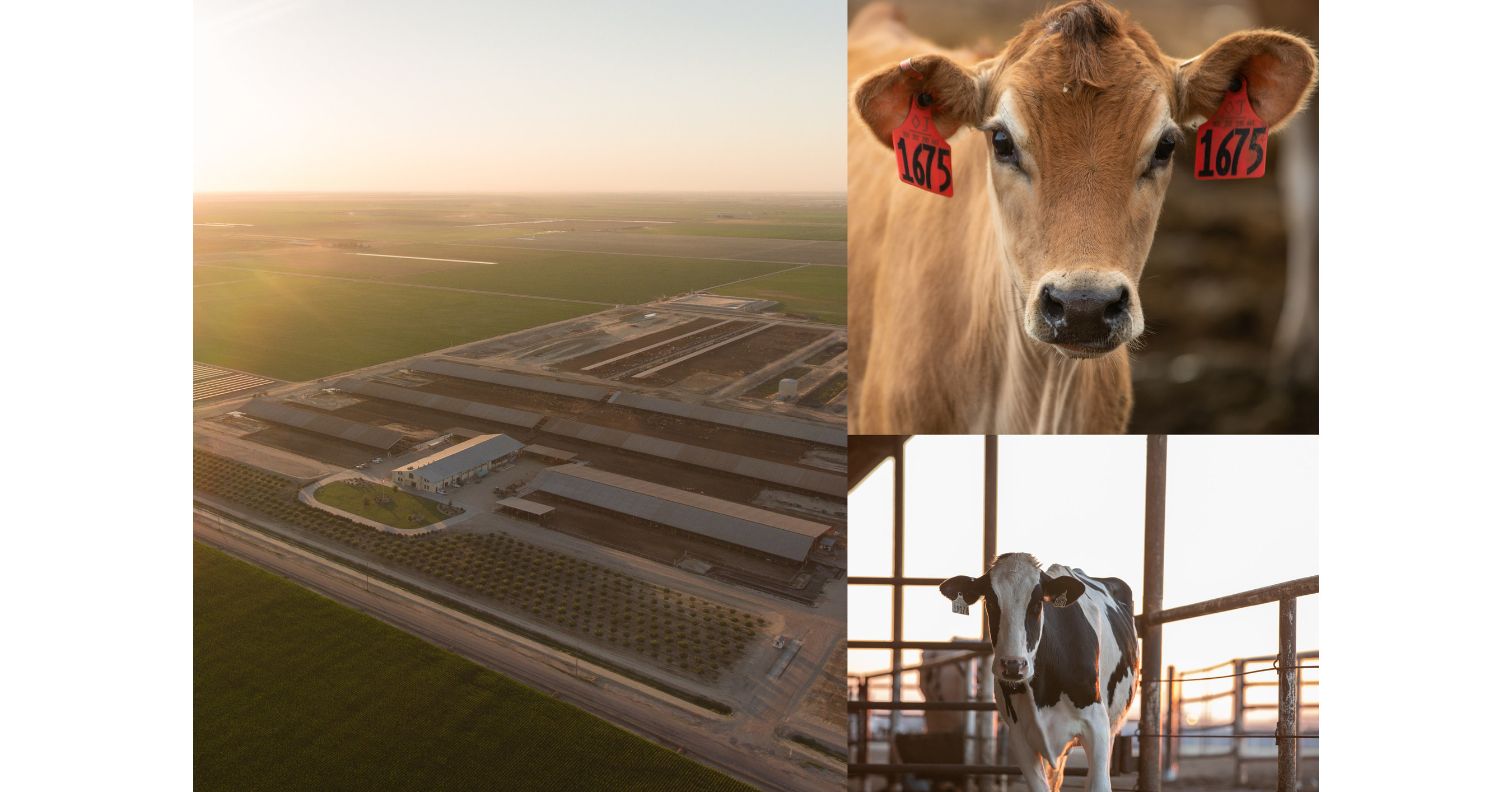 Research Shows California Dairy Farms Reducing Environmental Footprint - PRNewswire