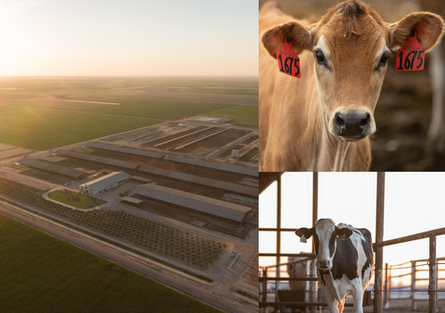 New research finds the climate footprint of milk production on California dairy farms has been reduced by more than 45 percent over the past 50 years.