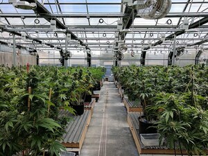 Golden Gate University Course Offers View into Growing Cannabis Industry