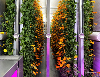Freight Farms' Greenery can produce more than 500 varieties of crops like calendula (pictured) at commercial scale year-round, using 99.8% less water than traditional agriculture. Four rows of panels on a flexible moving rack system house more than 8,000 living plants at once, creating a dense canopy of fresh crops.