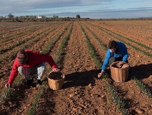 Pharmactive's Saffron Earns Organic Seal