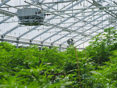 Organic Hemp CBD at Blosumcbd.com