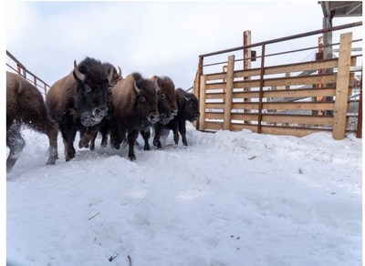 Bisons des bois dans l’installation de rassemblement des bisons des bois du parc national Elk Island. (Groupe CNW/Parcs Canada)