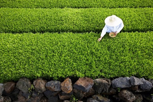 Amorepacific has been cultivating one million pyeong (about 3.3 million square meters) of organic green tea farm in Jeju, Korea.