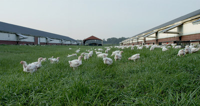 Photo: Perdue Farms chickens raised with outdoor access (PRNewsfoto/Perdue Farms)