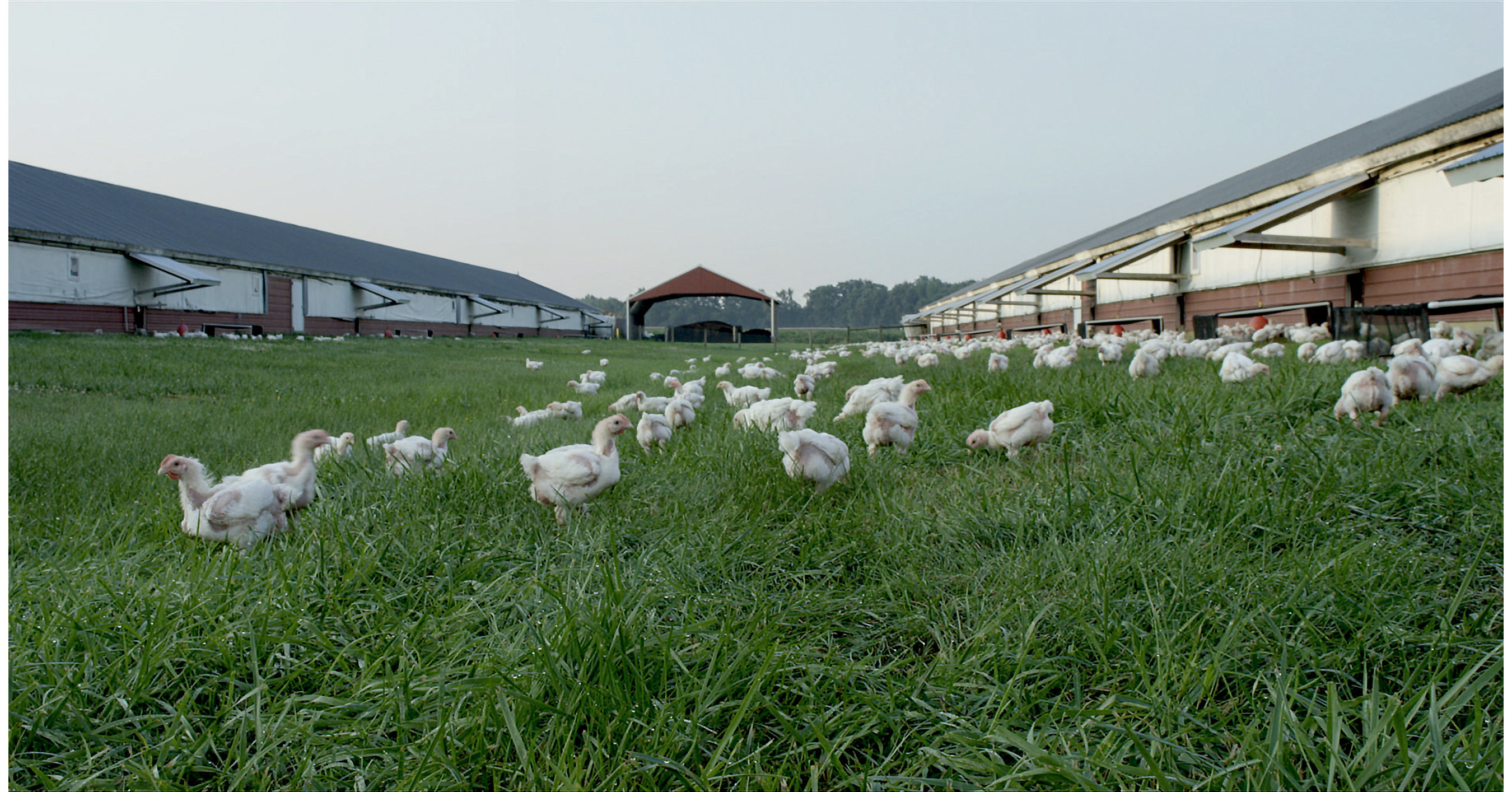 Perdue Farms Outpaces Industry In Raising Chickens With Outdoor Access