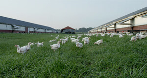 Perdue Farms Outpaces Industry in Raising Chickens with Outdoor Access, Expands Free-Range Offerings