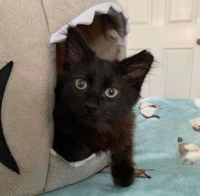 This is Noella. She came to us as a 6 week old 1 lb, 5 oz kitten from the shelter. When we pulled her into the nursery, she was hissy and terrified of people and had quit eating due to a surgery being done on a kitten too little. Our nursery team fed her for a week until she regained her strength and saved her.