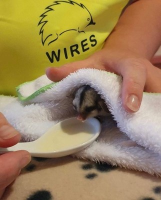 Orphaned sugar glider joey ?Teddy' rescued from the Glenreagh NSW bushfires. (photo credit WIRES)