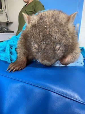 A rehydrated Lara is now in WIRES' care for 6-8 weeks. (photo credit WIRES)