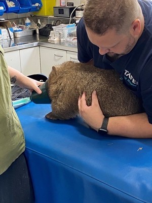 Rescued wombat ?Lara' being assessed at the vet. (photo credit WIRES)