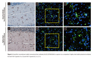 GeneTex Introduces Recombinant Monoclonal Iba1 Antibody for Immunohistochemistry in Frozen Samples