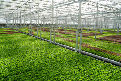 Gotham Greens' produce is grown using hydroponic systems that use 95 percent less water and 97 percent less land than conventional farming. The Baltimore greenhouse will produce more than six million heads of lettuce annually, including the new regional favorite, Chesapeake Crunch, inspired by the Chesapeake Bay watershed.