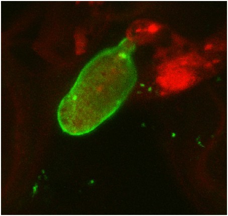 RPW8 (in green) is targeted to the host-pathogen interface to kill fungal hautoria