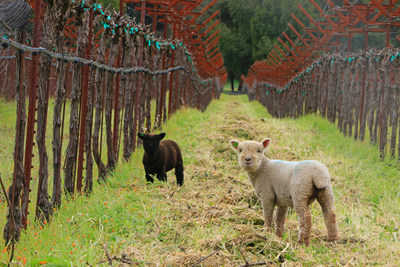Spring in California wine country: Babydoll sheep provide natural weed control by grazing between vineyard rows. Photo courtesy Pennyroyal Farm, Mendocino County.