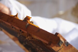 Indispensable conservar a las abejas; por Juan Carlos Machorro