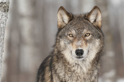 Feature article: Crying Wolf
A government proposal casts wolves and coyotes as scapegoats for declines in moose populations. But, as is so often the case, the offenders are probably closer to home. (CNW Group/Ontario Nature)