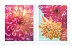 Postes Canada annonce l'arrivée du printemps avec ses timbres sur le dahlia