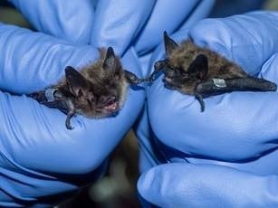 (Left) little brown myotis (Right) eastern small-footed myotis; Photo credit: Toronto Zoo (CNW Group/Nuclear Waste Management Organization (NWMO))