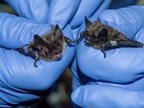 Toronto Zoo and the Nuclear Waste Management Organization partner to conserve native bat populations in Ontario