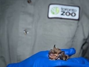 Big brown bat; Photo credit: Toronto Zoo (CNW Group/Nuclear Waste Management Organization (NWMO))