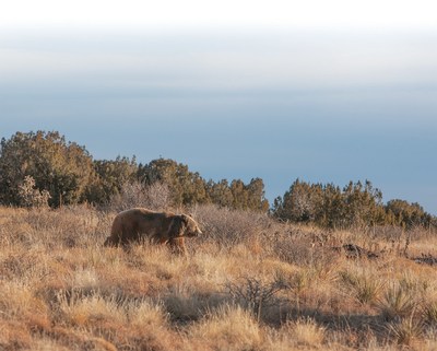 Rescued Grizzly Bear, Bearita, roams her new habitat at The Wild Animal Refuge in Colorado.