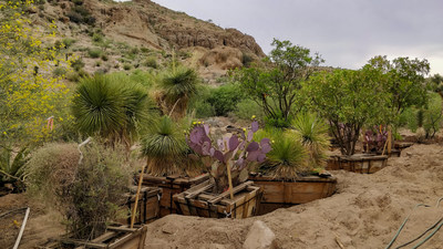 The practice of building boxes around the root structure of large trees and plants was a new innovation in the massive, five-year undertaking of moving a mature garden collection from north Scottsdale to the Superstition Mountains where Boyce Thompson Arboretum makes its home. It has since become a model for landscape suppliers throughout the southwest.