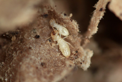 Termites swarm when they are searching for their two main factors of survival: moisture and food.