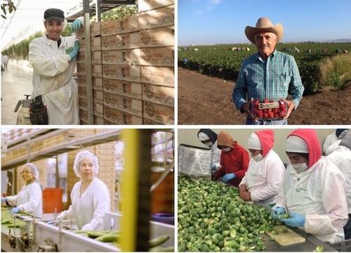 National Farmworker Awareness Week recognizes the skills of those producing our fresh fruits and vegetables