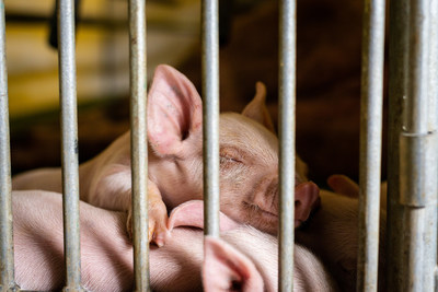 Pigs are one of the most intensively farmed animals on the planet.
Piglets will often have their teeth and tails clipped and millions of mother pigs spend their lives in small cages around the world, including Canada. 
Photo credit: World Animal Protection,  Undisclosed location: Latin America
Date: 21/08/2019 (CNW Group/World Animal Protection)