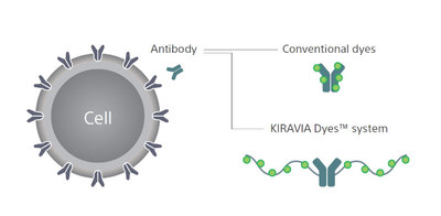 Figure shows a cell with surface antigens to which the antibodies can bind. The structure of the KIRAVIA dyes allow for the fluorescence to be precisely positioned to allow for high fluorescence.