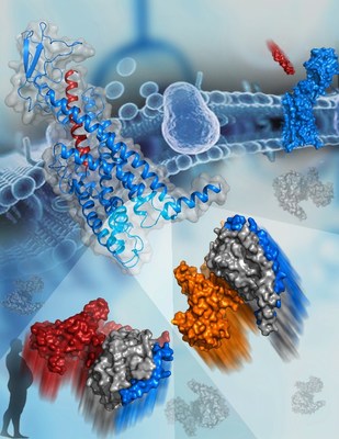 The new Science study reports the cryo-EM structures of GCGR that plays a key role in glucose homeostasis and serves as an important drug target for type 2 diabetes. The image shows the active structure of GCGR bound to glucagon (blue and red cartoon, top left corner). The two G proteins that bind to GCGR are shown as surfaces at the bottom. The subunits of Gs are colored orange, gray, and blue. The subunits of Gi are colored red, gray, and blue.  (Image by HAN Shuo)