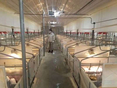 A Chinese enterprise strives to improve the pig breeding capacity in Neixiang county, Henan province.